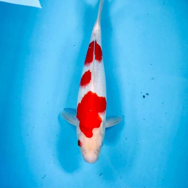 Kohaku, 30 cm
