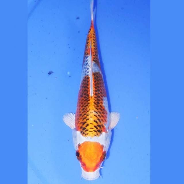 MARUTEN KOJAKU