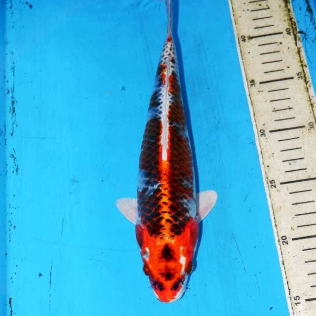 RED KOJAKU