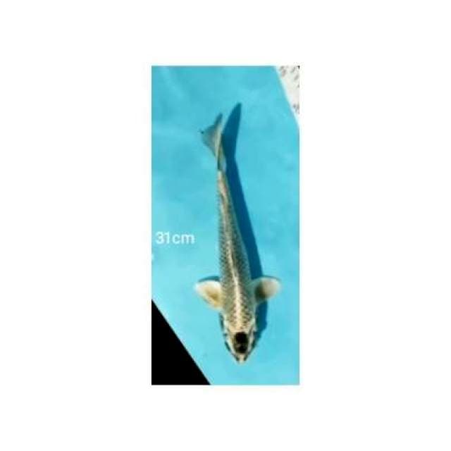 Hikarimono 31CM