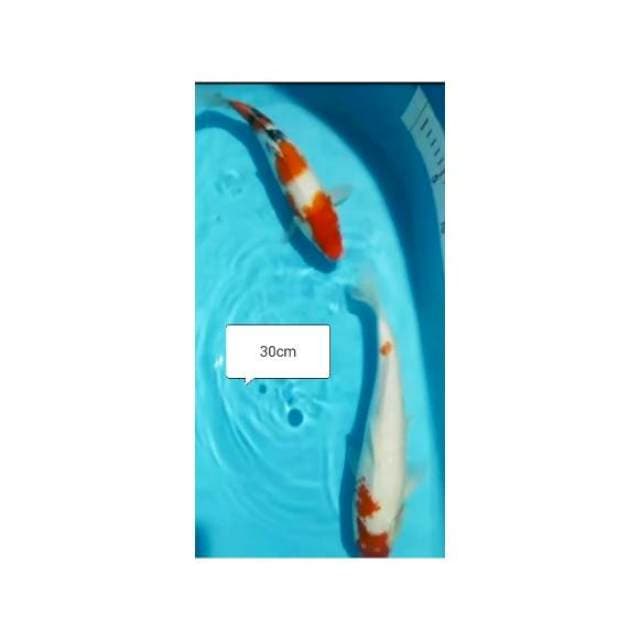2ekr KOHAKU, SANKE 30cm