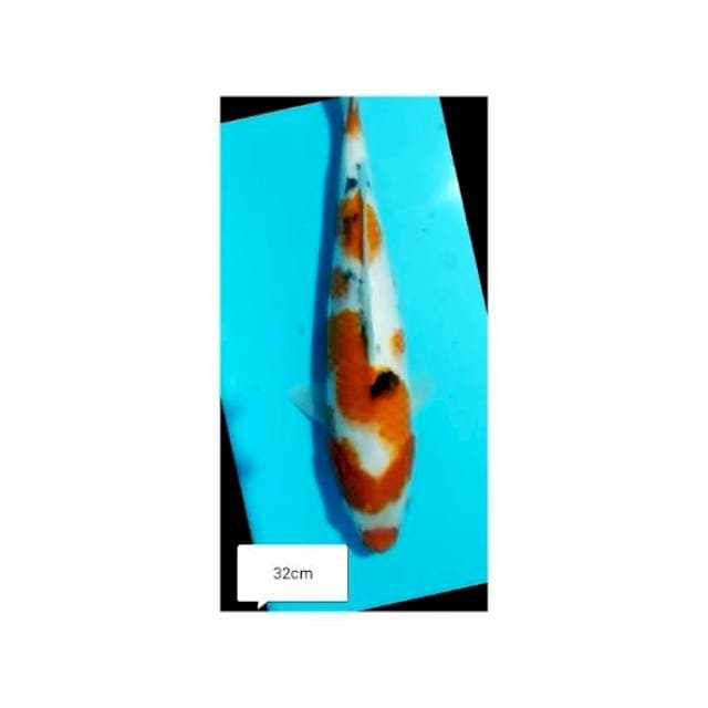 KUCIBENI SANKE 32cm