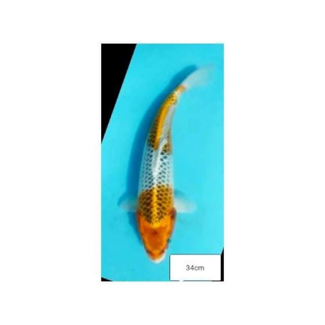 KUJAKU 34cm 