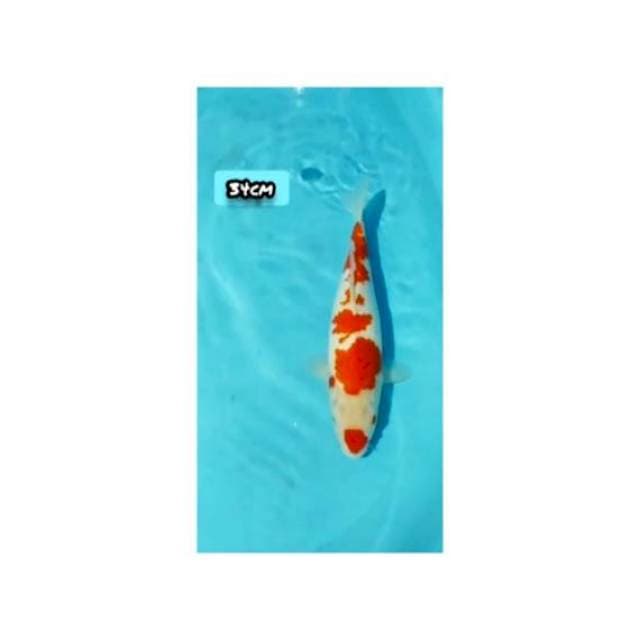 KUCIBENI KOHAKU 34cm