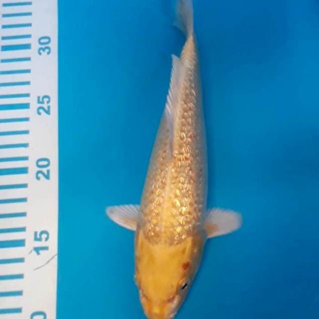 Ginrin Ogon 25 cm