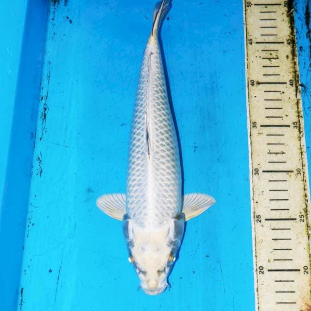 MUKASI 33cm