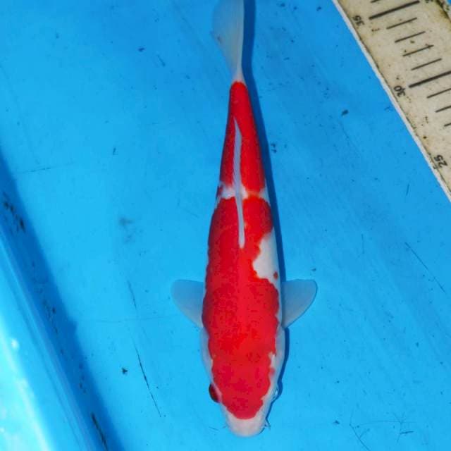 NIDAN KOHAKU