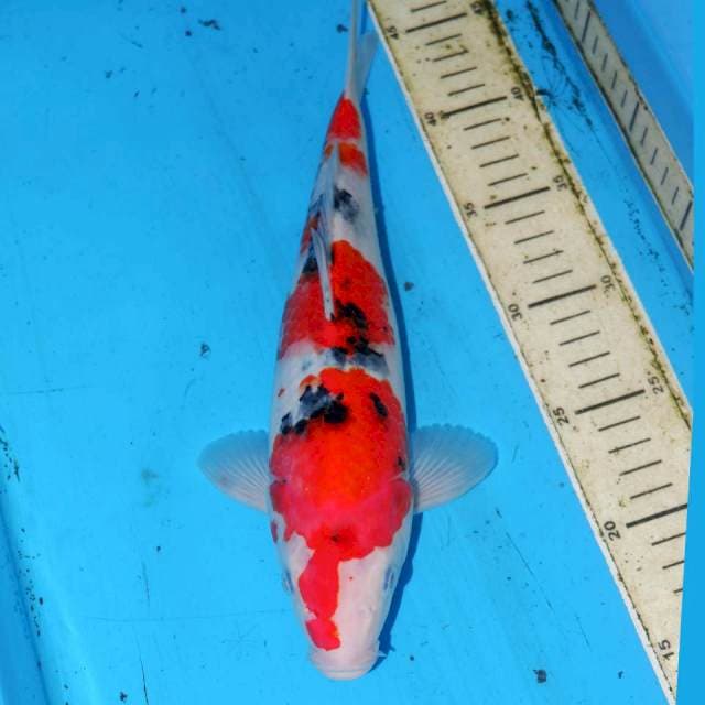 SANKE 3 STEP BAGUS 31cm
