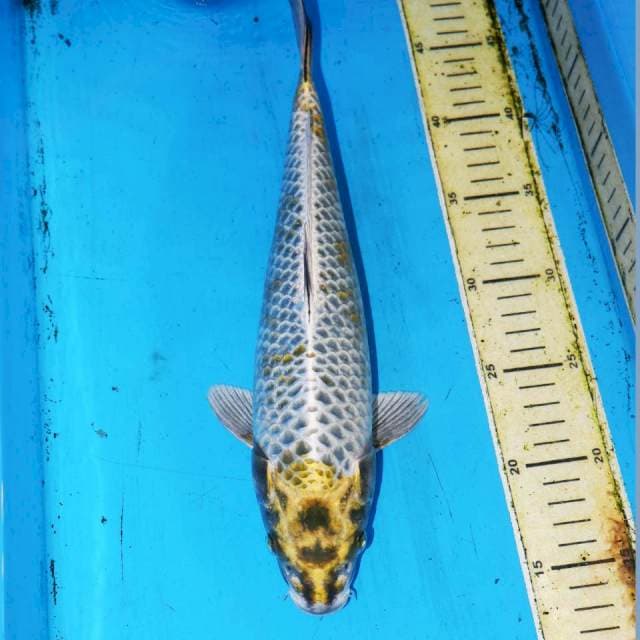 BENI GINGA UNIK 34cm