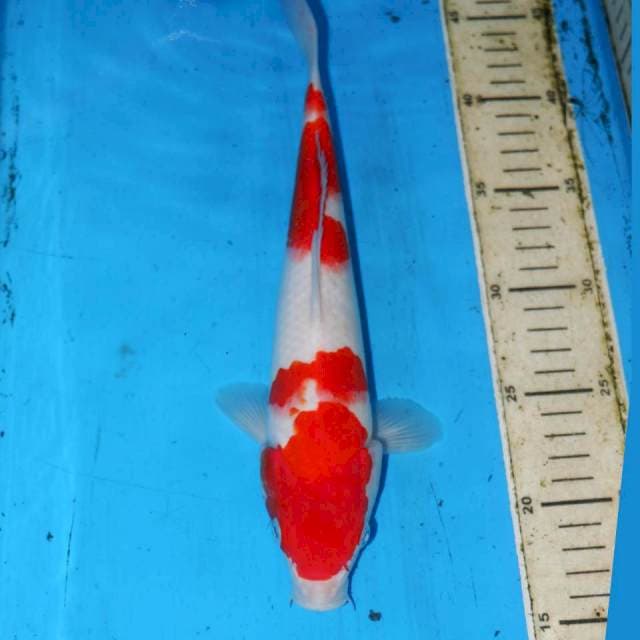 KOHAKU 28cm