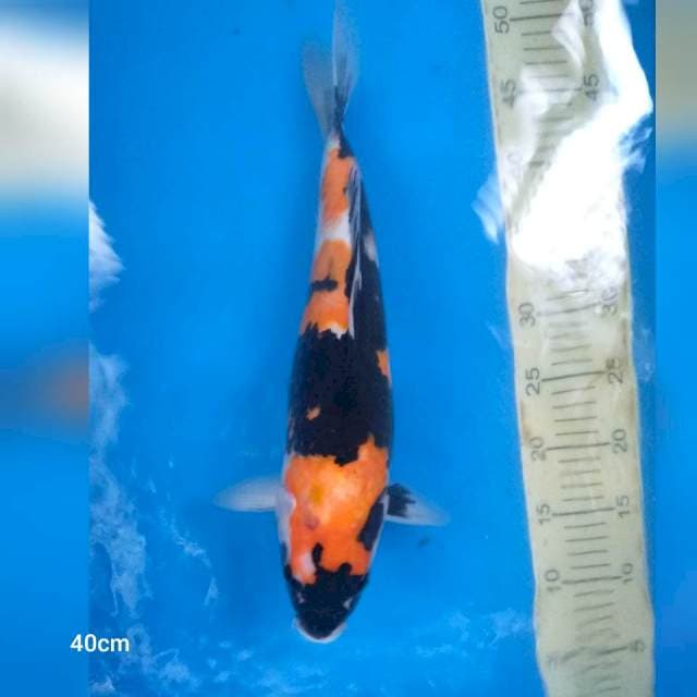 Maruyama bloodline