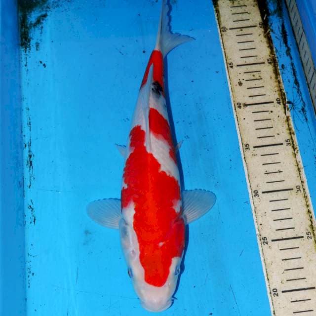 SANKE ISTIMEWA 33cm