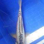 Shusui joss 31cm