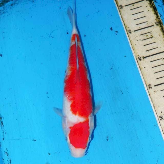 MARUTEN KOHAKU