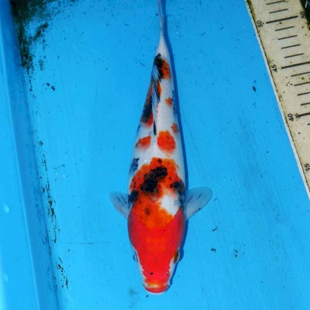 SANKE 27cm