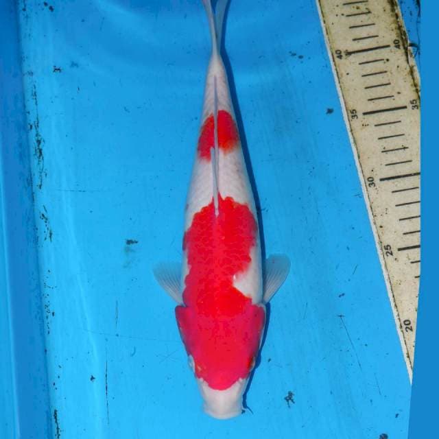 KOHAKU RAPI 30cm