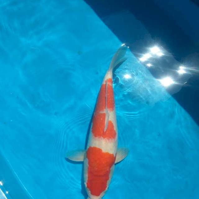 Kohaku F1 Kidkoi 50BU GOOD BODY & PATTERN