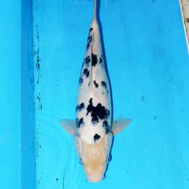 DALMATION BEKKO SALJU