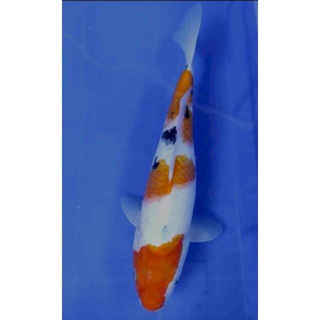34 cm # SHANKE