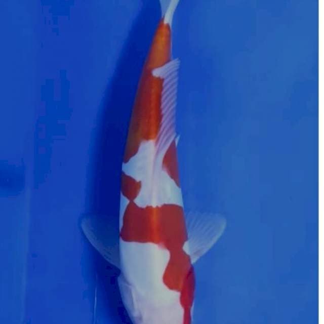24 cm # KOHAKU DOITSU