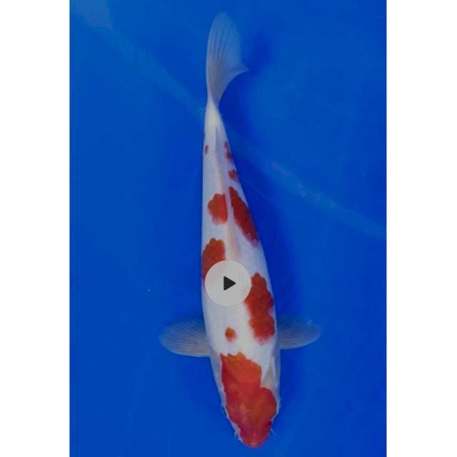 26 cm #KOHAKU SAKURA