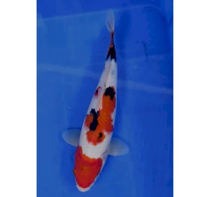28 cm #SHANKE