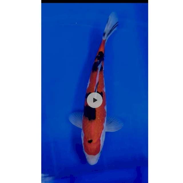 27 cm # SHANKE