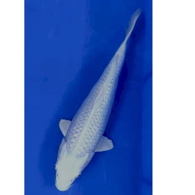 27 cm #PLATINUN GINRIN