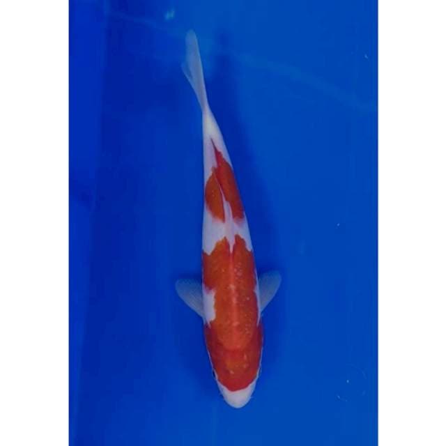 26 cm #KOHAKU