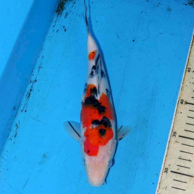 26CM BOZUZUKO SANKE