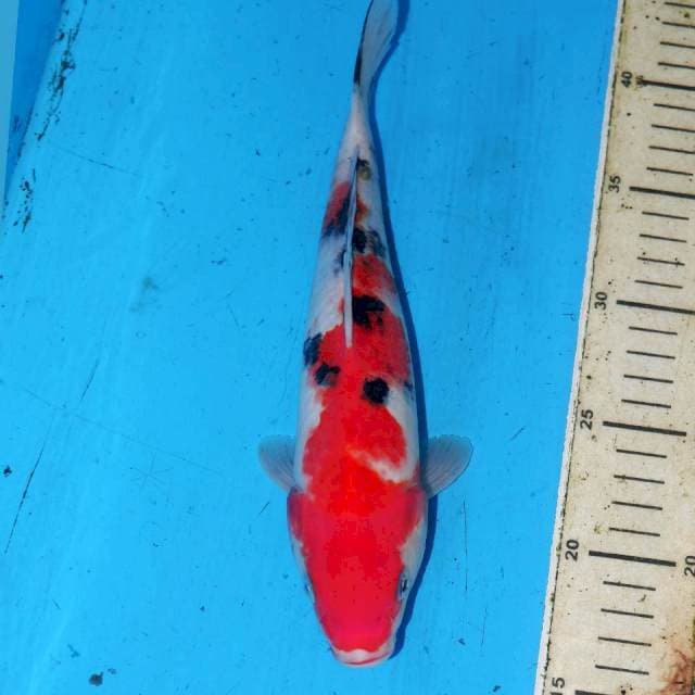 26CM SAKURA SAN
