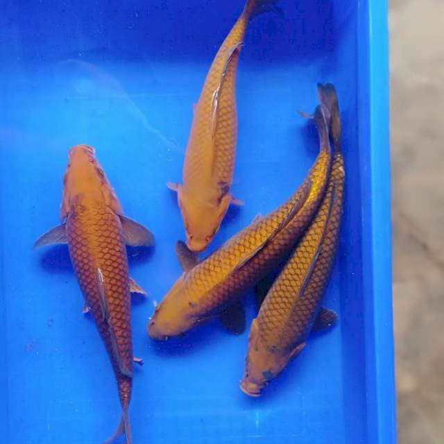 Penjinak kolam 35bu 4ekor
