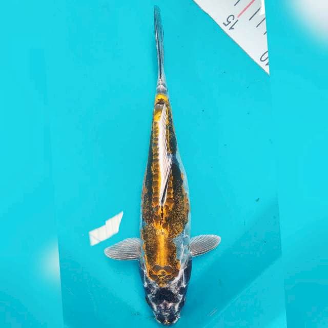 Kiko 31cm