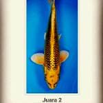 #Special llg singkat# Kin matsuba marusei