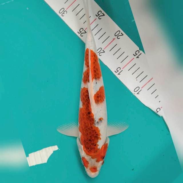 32cm Jantan