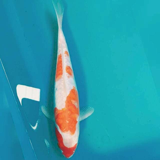 Kohaku doit 27cm