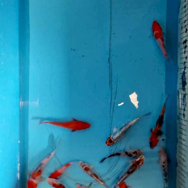 Mix Koi 15 ekor 9-15 cm
