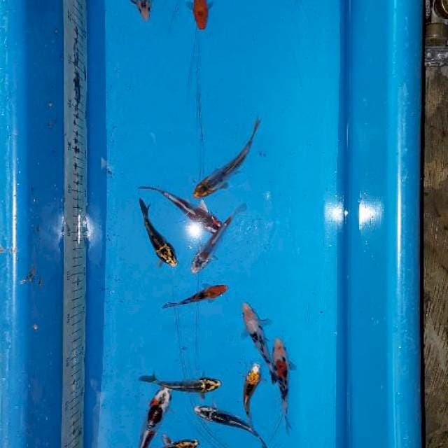 Mix Koi 15 ekor 9-14 cm