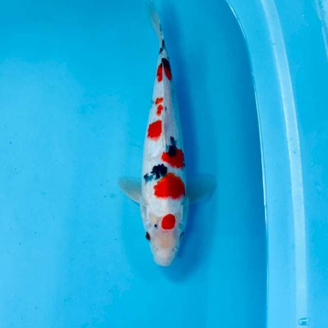 Sanke, 30 cm