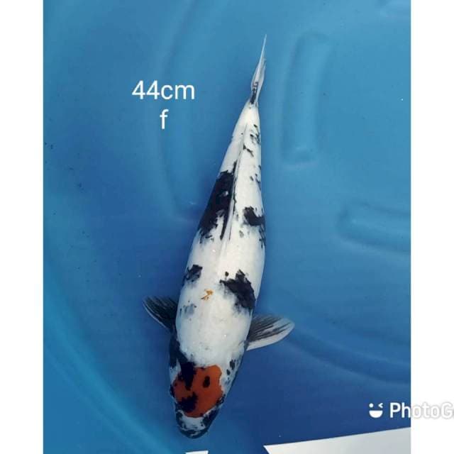Jumbo Tancho showa ori 44cm