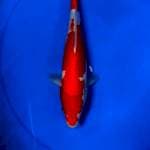 Kohaku 30cm