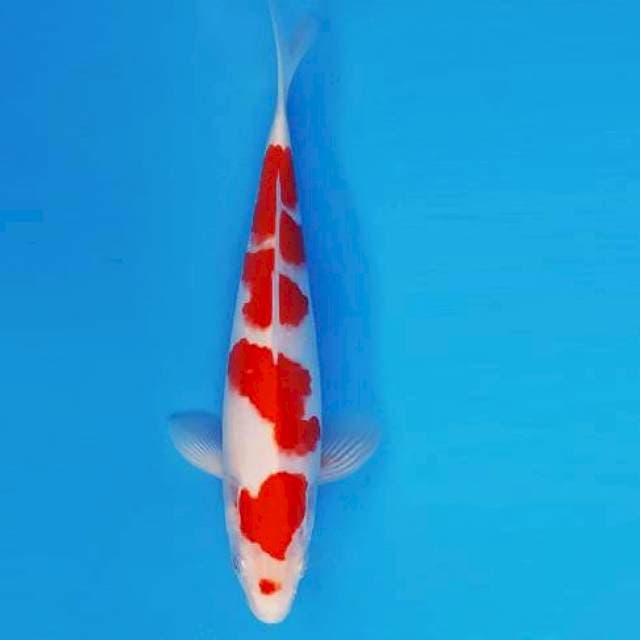 MEDUSA 13 - KOHAKU ®