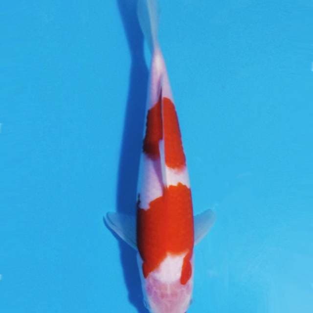 Kohaku