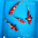 showa, kohaku merah darah
