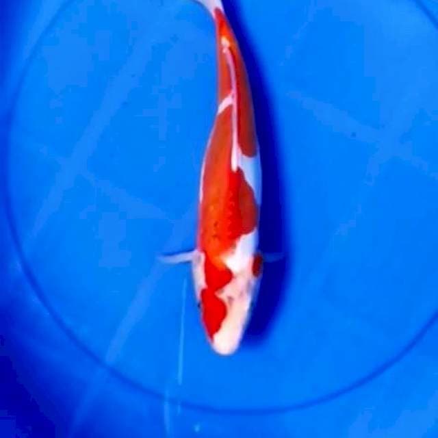 Doitsu 29cm