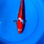 Kohaku doitsu 32cm