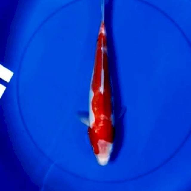 Kohaku doitsu 32cm