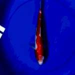 Kohaku doitsu 32cm