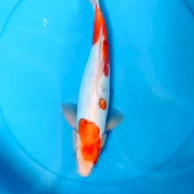 Doitsu 32cm