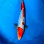 Doitsu 32cm
